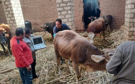 الخدمات البيطرية تحقق إنجازًا كبيرًا بتلقيح أكثر من 59 ألف رأس ماشية باستخدام التقنية الحديثة