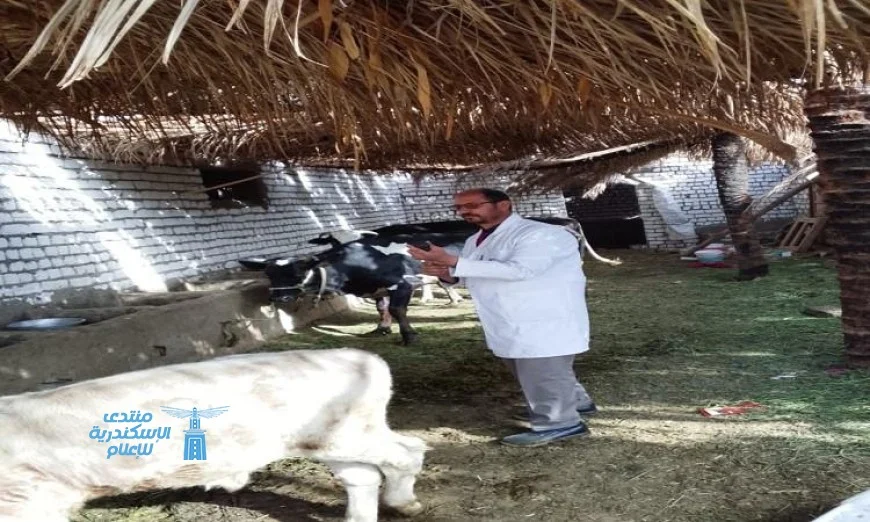 تحصين 63977 رأس ماشية في المنيا لحماية الثروة الحيوانية