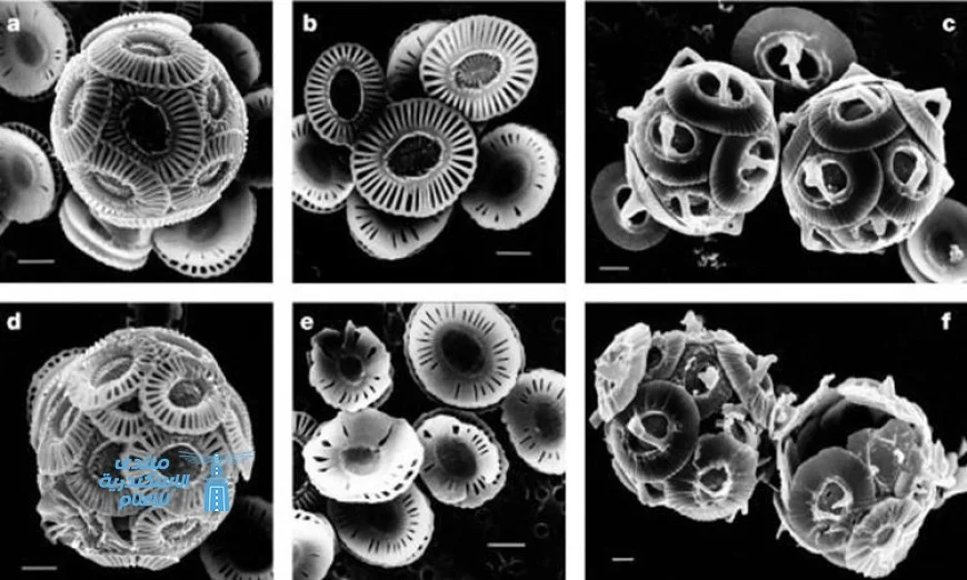 تحذيرات من العلماء حول تجاهل نماذج المناخ للكائنات البحرية المجهرية المهمة