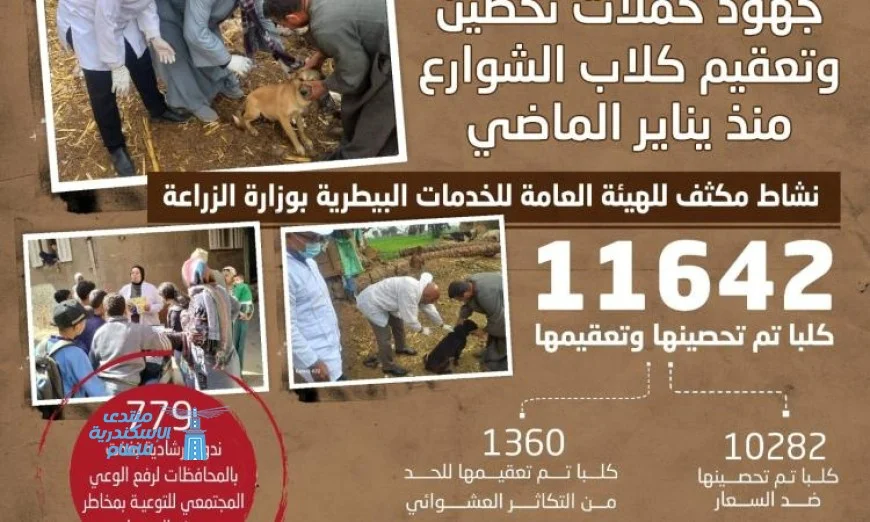 الزراعة تعلن تحصين وتعقيم أكثر من 11000 كلب شوارع منذ بداية عام 2023