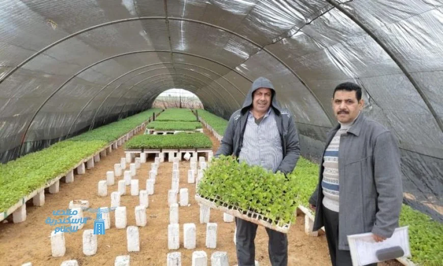 وزارة الزراعة تعزز جولات المتابعة الميدانية للصوب الزراعية لدعم المزارعين وتحسين الإنتاج الزراعي