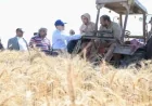 محافظ الغربية يبدأ موسم حصاد القمح في مركز زفتى بفعالية مميزة