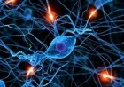 ابتكار خلايا عصبية اصطناعية تعزز نشاط الدماغ البشري بشكل مباشر