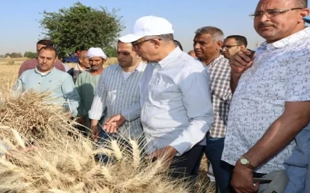 محافظ المنيا يعلن عن زراعة 232 ألف فدان من القمح وتحقيق نمو ملحوظ يفوق التوقعات