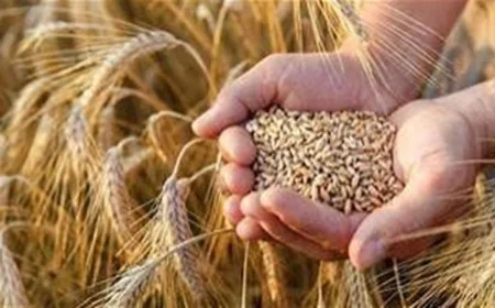 رفع سعر القمح المحلي إلى 2500 جنيه للأردب يعزز إمدادات الحبوب في السوق المصرية