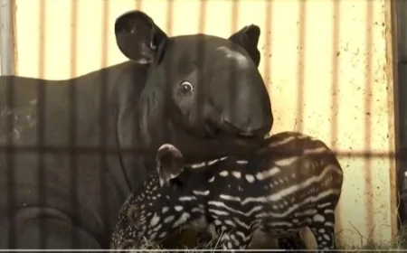 حديقة حيوانات ألمانية تحتفي بميلاد تابير ماليزي نادر وتسلط الضوء على جهود الحفاظ على الأنواع المهددة