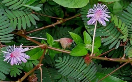 نبات ميموزا بوديكا يظهر قدرة مذهلة على رصد التغيرات البيئية