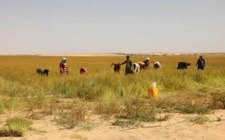 محافظ المنيا يحتفل بحصاد 600 فدان من الكتان في قرية بلنصورة