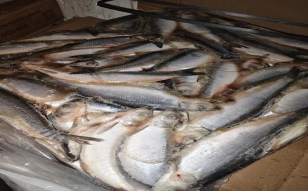 محافظ المنوفية يكشف عن ضبط أكثر من 3 أطنان من الأسماك المملحة الفاسدة غير الصالحة للاستهلاك الآدمي
