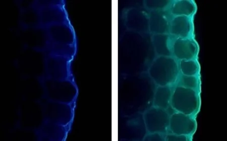 الضوء يعزز صحة النبات ولكن يعيق نموه بطرق غير ظاهرة