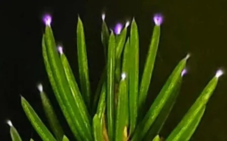 رصد العلماء أشجارا تتلألأ بالكهرباء خلال العواصف للمرة الأولى