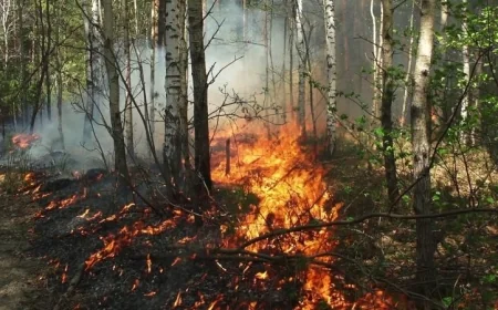 حرائق الغابات في ولاية جورجيا الأمريكية تدمر 120 منزلا وتستمر في تهديد السكان