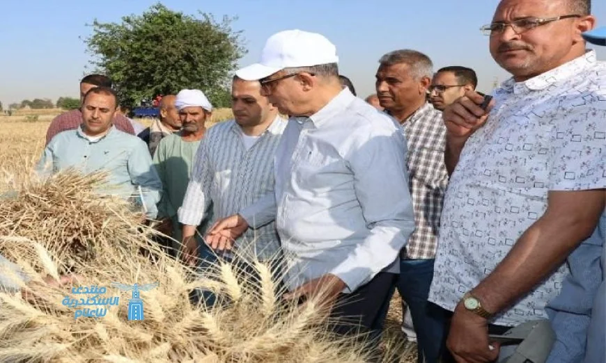 محافظ المنيا يعلن عن زراعة 232 ألف فدان من القمح وتحقيق نمو ملحوظ يفوق التوقعات