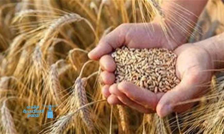 رفع سعر القمح المحلي إلى 2500 جنيه للأردب يعزز إمدادات الحبوب في السوق المصرية