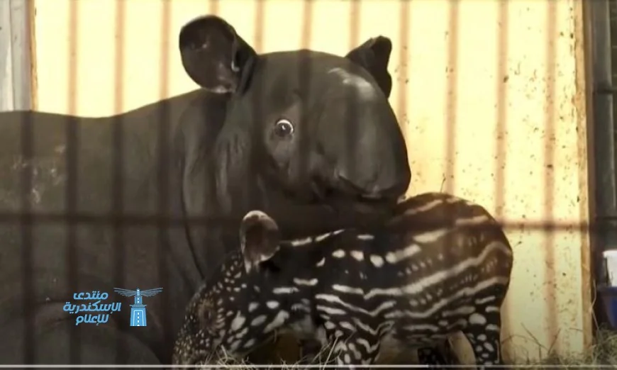 حديقة حيوانات ألمانية تحتفي بميلاد تابير ماليزي نادر وتسلط الضوء على جهود الحفاظ على الأنواع المهددة