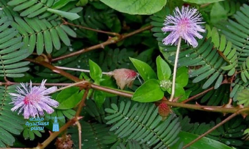 نبات ميموزا بوديكا يظهر قدرة مذهلة على رصد التغيرات البيئية