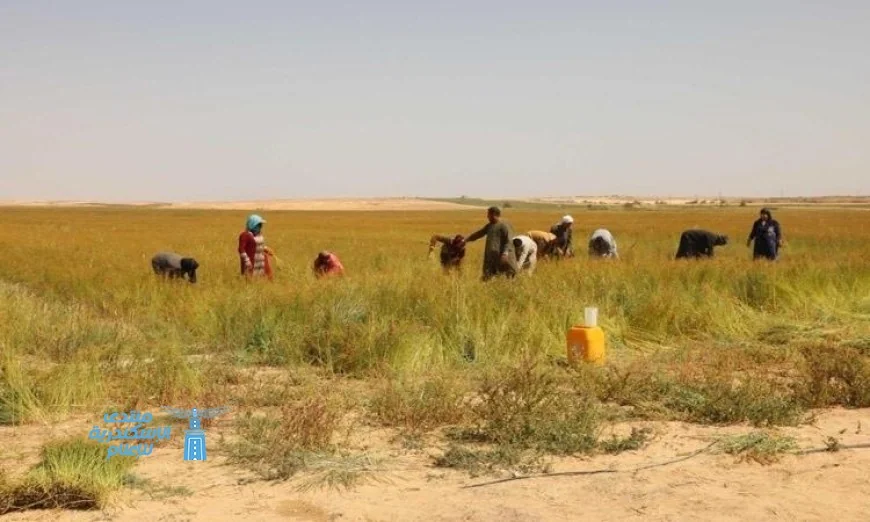 محافظ المنيا يحتفل بحصاد 600 فدان من الكتان في قرية بلنصورة