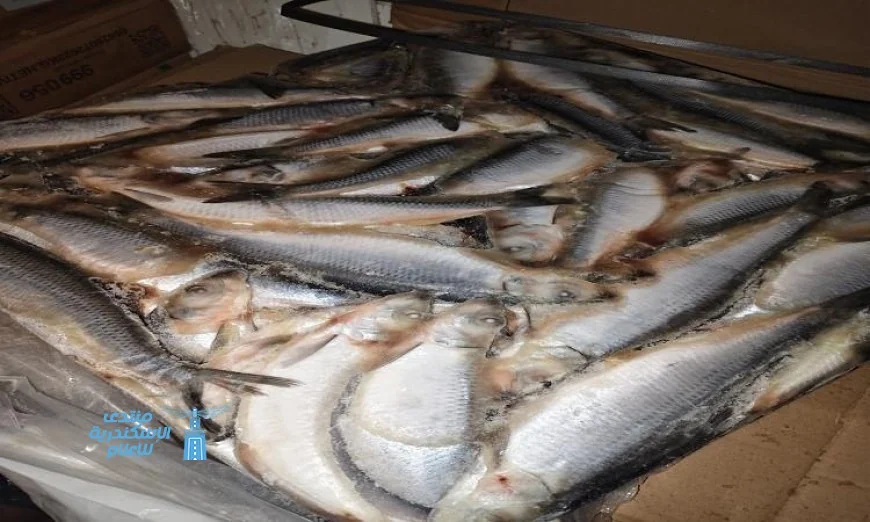 محافظ المنوفية يكشف عن ضبط أكثر من 3 أطنان من الأسماك المملحة الفاسدة غير الصالحة للاستهلاك الآدمي