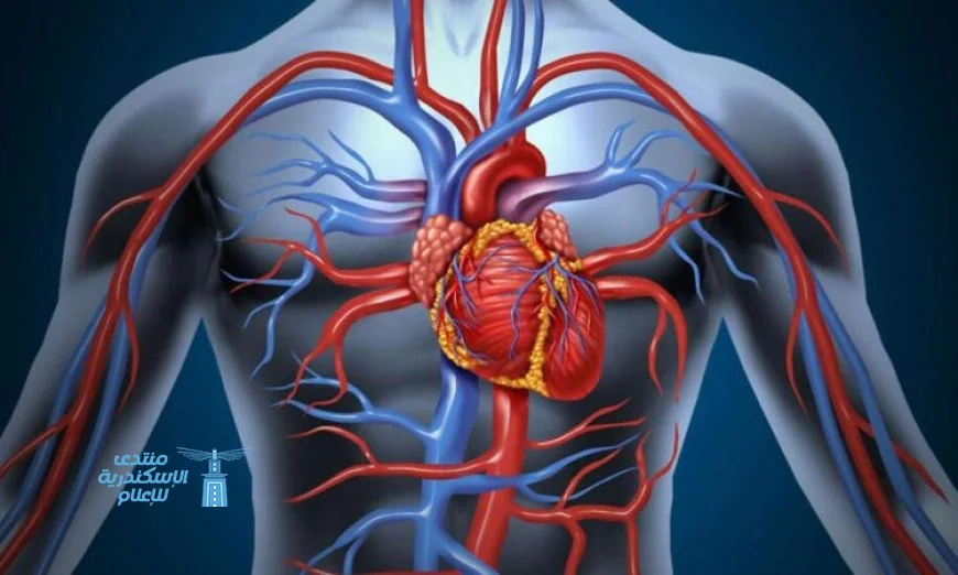 أمراض القلب والأوعية الدموية تتصدر قائمة أسباب الوفاة في أوروبا