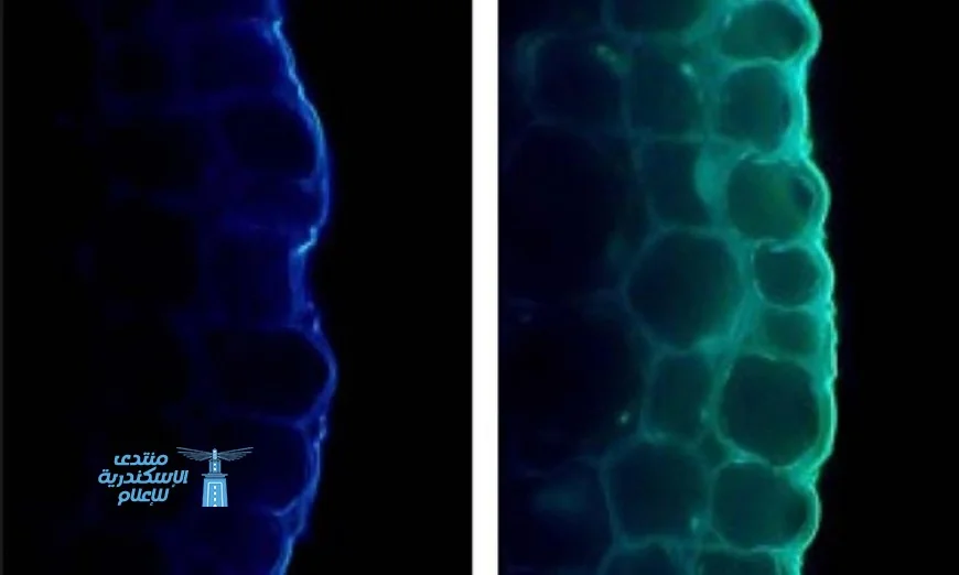 الضوء يعزز صحة النبات ولكن يعيق نموه بطرق غير ظاهرة