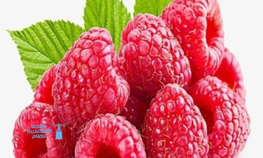 التوت يحمي الأمعاء والكبد من الالتهابات بفاعلية