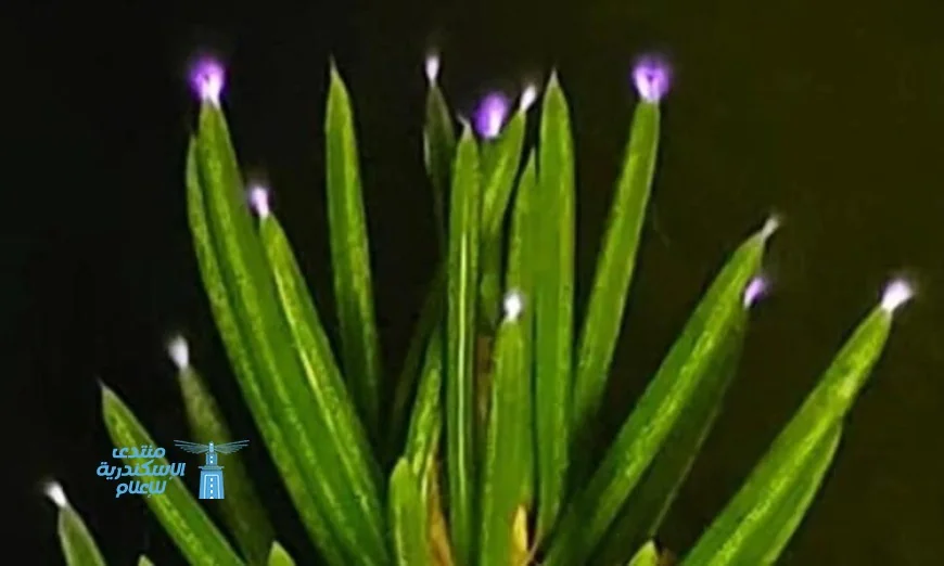 رصد العلماء أشجارا تتلألأ بالكهرباء خلال العواصف للمرة الأولى