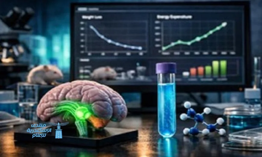 علماء يكشفون عن هرمون طبيعي موفق في معالجة السمنة عند الفئران