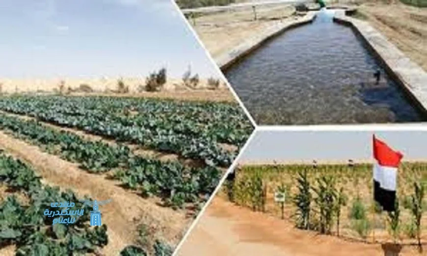 شيخ مشايخ سيناء يؤكد أن خطة تنمية سيناء تعكس إرادة سياسية قوية لتعزيز التنمية المستدامة