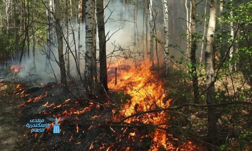 حرائق الغابات في ولاية جورجيا الأمريكية تدمر 120 منزلا وتستمر في تهديد السكان