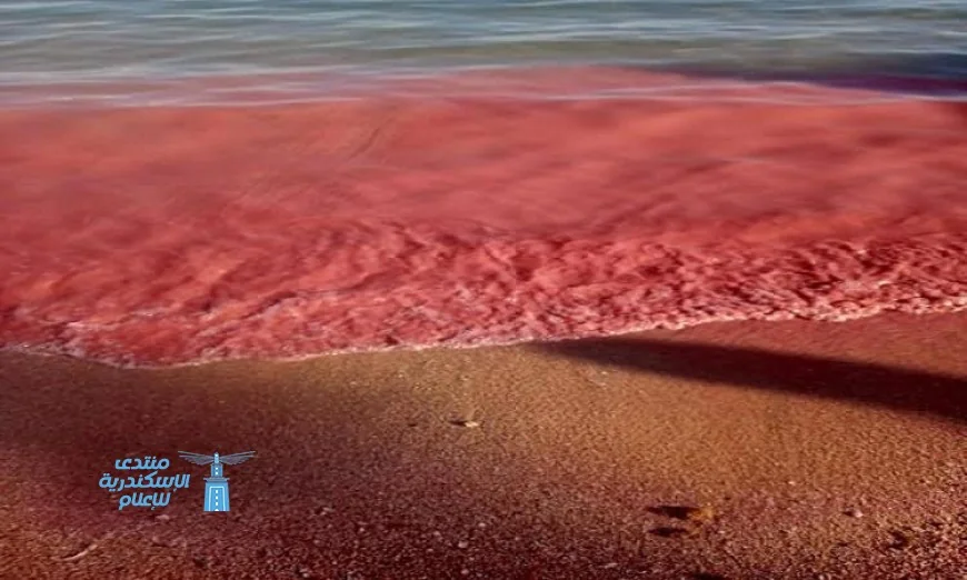 محميات البحر الأحمر تفسر سر ظهور اللون الأحمر على الشواطئ العلمية