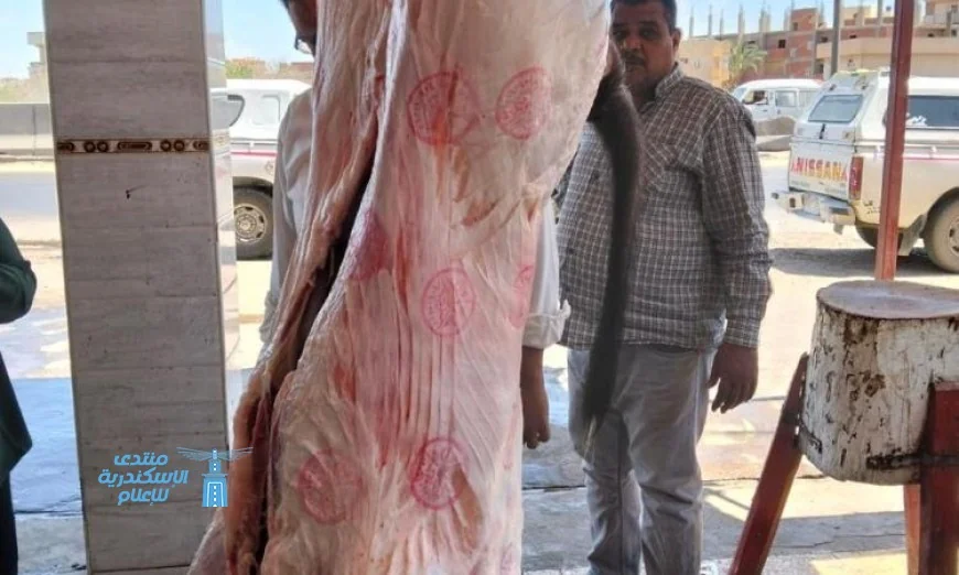 حملات رقابية شاملة في المحافظات لمكافحة ذبح البتلو خارج المجازر